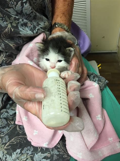 Tiny paws rescue - Tiny Paws Kitten Rescue, Stillwater, Oklahoma. 17,032 likes · 441 talking about this · 420 were here. Saving orphaned, neonatal (bottle feeding) kittens for their forever homes, Tiny Paws Kitten...